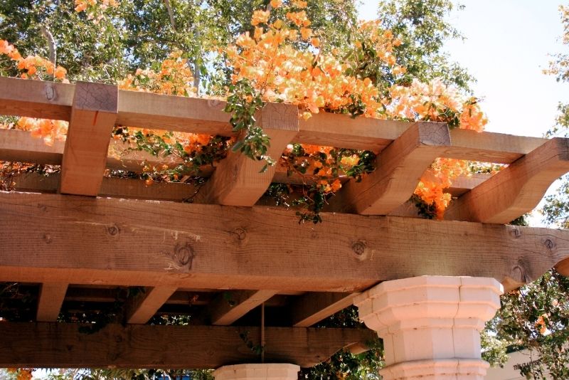 hard Wood Pergolas that has a orange coloured flowers on top